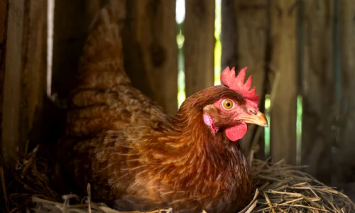 high angle hen sitting hay farm jpg