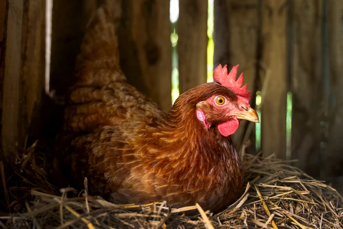 high angle hen sitting hay farm jpg