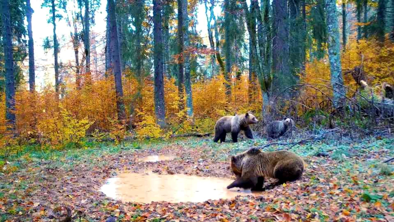 Urși la o scăldătoare din pădure FOTO Parcul Natural Apuseni