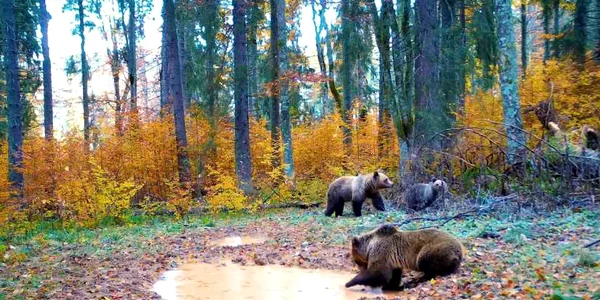 animale2 jpg