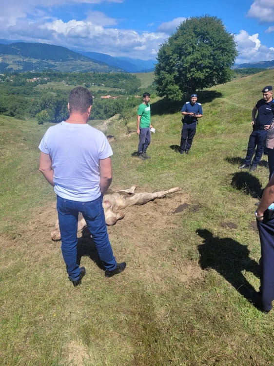 Taur ucis de un urs în Titeşti - Ţara Loviştei - judeţul Vâlcea Foto IJJ Vâlcea