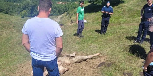 Taur ucis de un urs în Titeşti - Ţara Loviştei - judeţul Vâlcea Foto IJJ Vâlcea