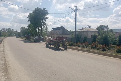 cosula botosani jfif