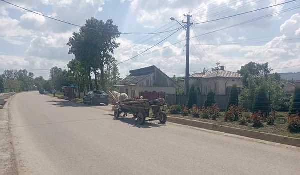 cosula botosani jfif