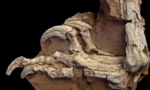 O nouă specie de dinozaur, descoperită în România jpeg