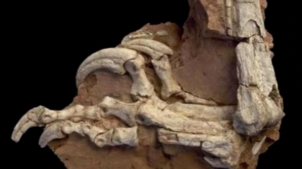 O nouă specie de dinozaur, descoperită în România jpeg