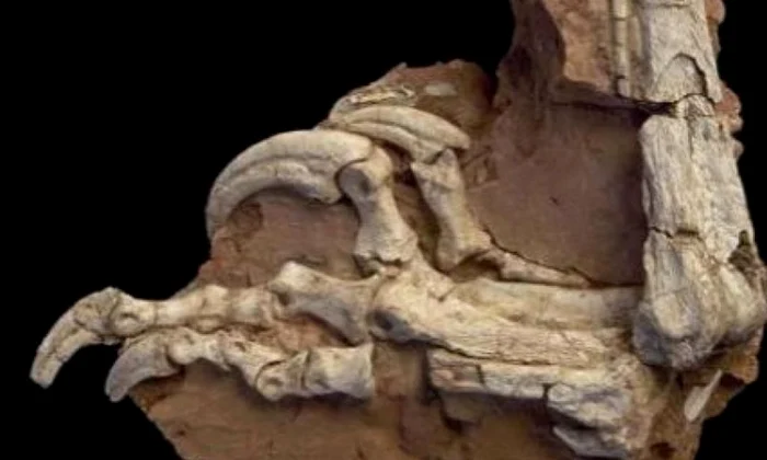 O nouă specie de dinozaur, descoperită în România jpeg