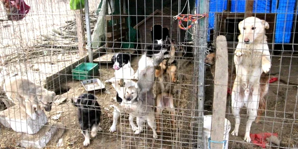 adapost animale hunedoara foto daniel guta adevarul