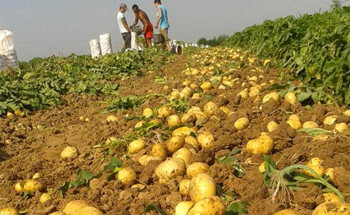 
    La tarabă, preţul e mai mare faţă de anul trecut   