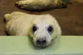 Pui de foca FOTO CATERS jpeg