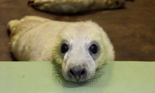 Pui de foca FOTO CATERS jpeg