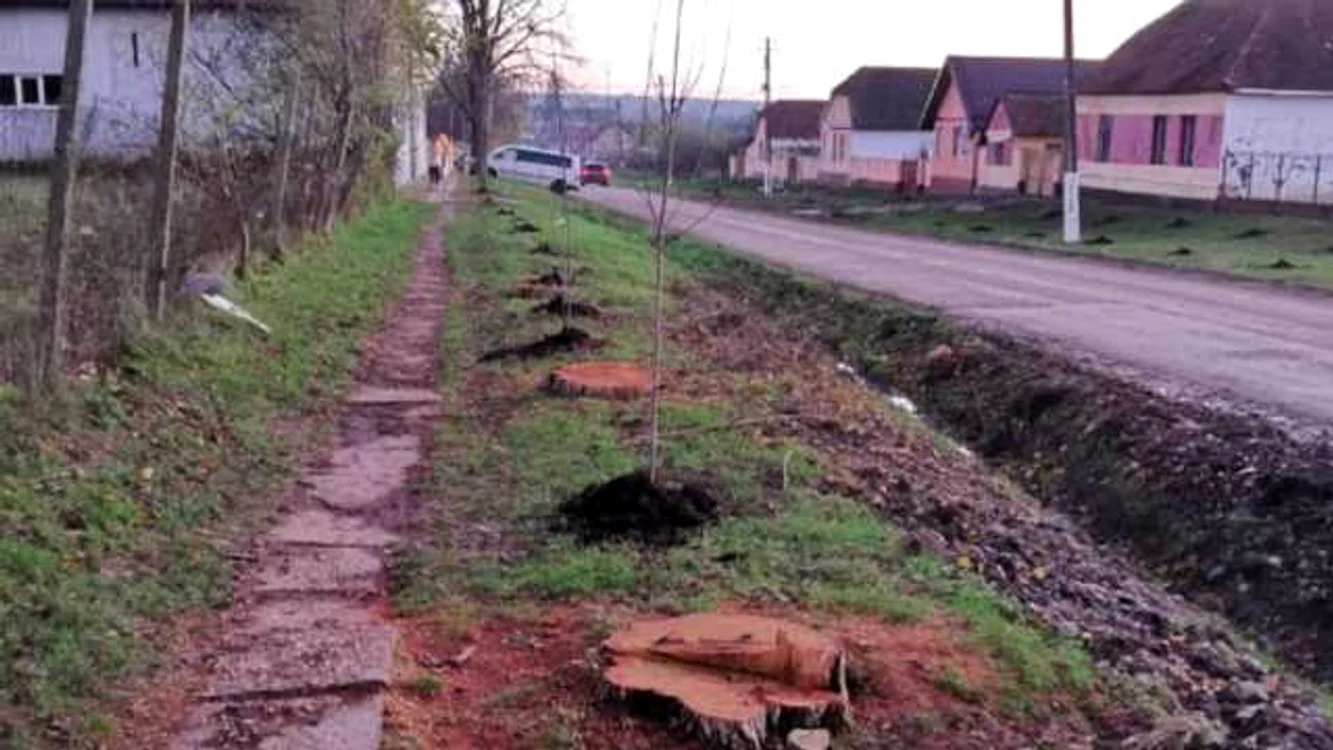 Pomi maturi au fost tăiaţi doar pentru a fi înlocuiţi cu puieţi, la Herneacova