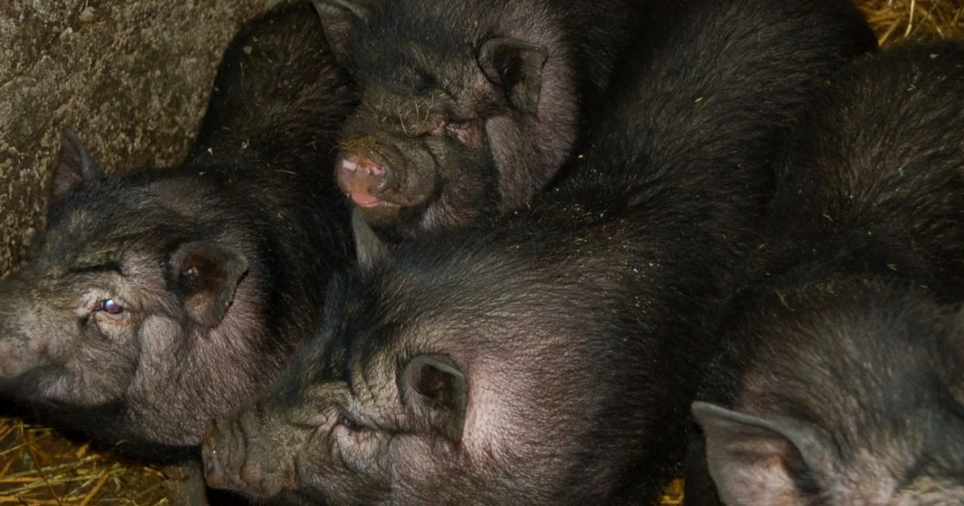 porci vietnamezi slobozia