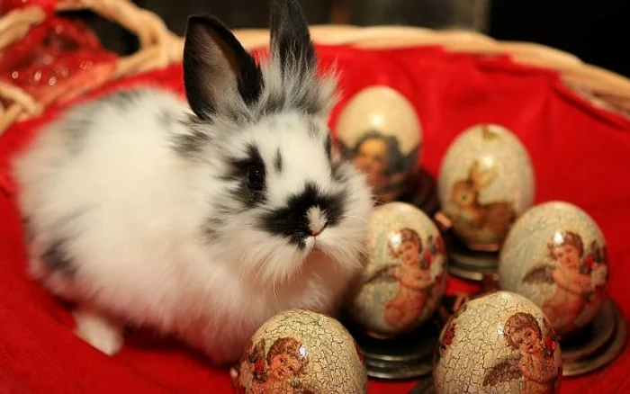 Iepurașul de Paște este un personaj îndrăgit de copii. Este alb, pufos și aduce multe daruriFOTO: adevarul.ro