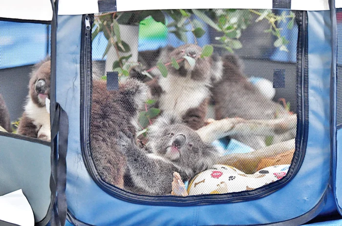 Au fost amenajate  mici creşe unde  puii se consolează  unul pe altul 