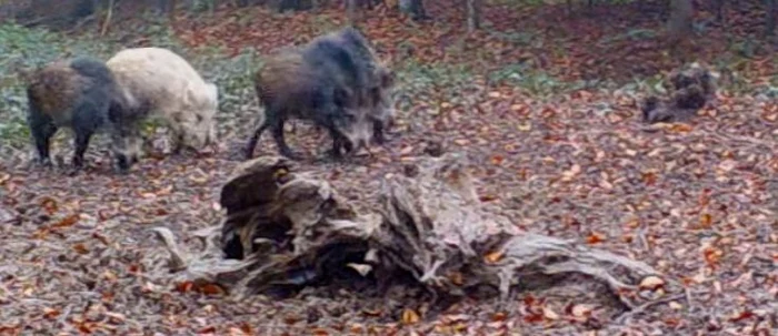 Porcul mistreț albinos, o apariție rară în RomâniaSursa foto: Facebook, Asociația Wild Caraș-Severin