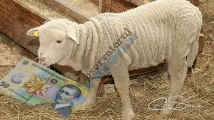 Mielul din vis este simbolul prosperității, al unei moșteniri Sursa foto : observatorulbuzoian.ro