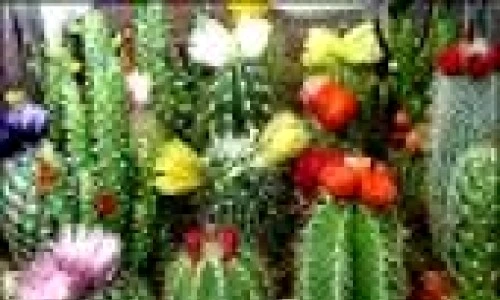 1 47426 original jpg jpeg