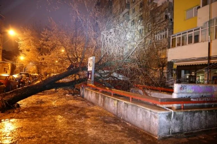 copaci cazuit masini polei foto isu bif