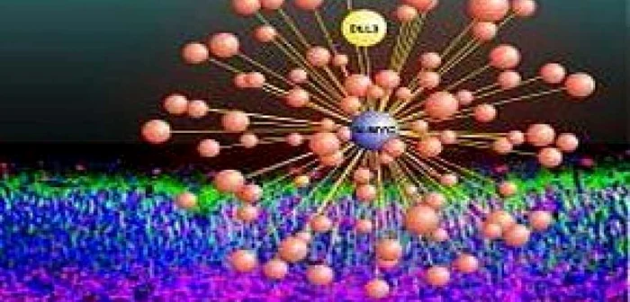 Doi cercetători italieni au descoperit remediul cancerului cerebral în SUA