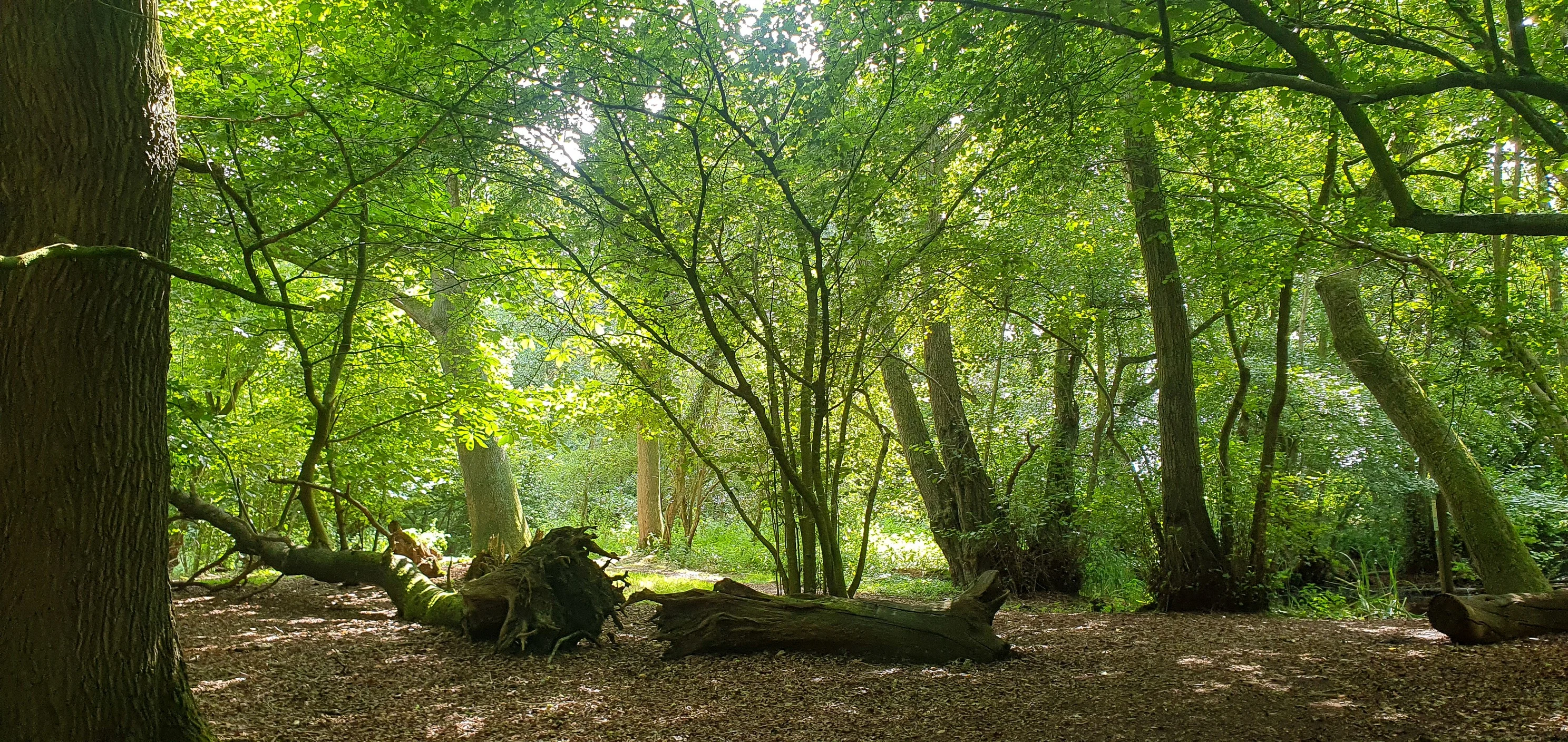 Animalul care reapare în Europa după 400 de ani de absență: surprins în timp ce își construia adăpostul și strângea provizii pentru iarnă