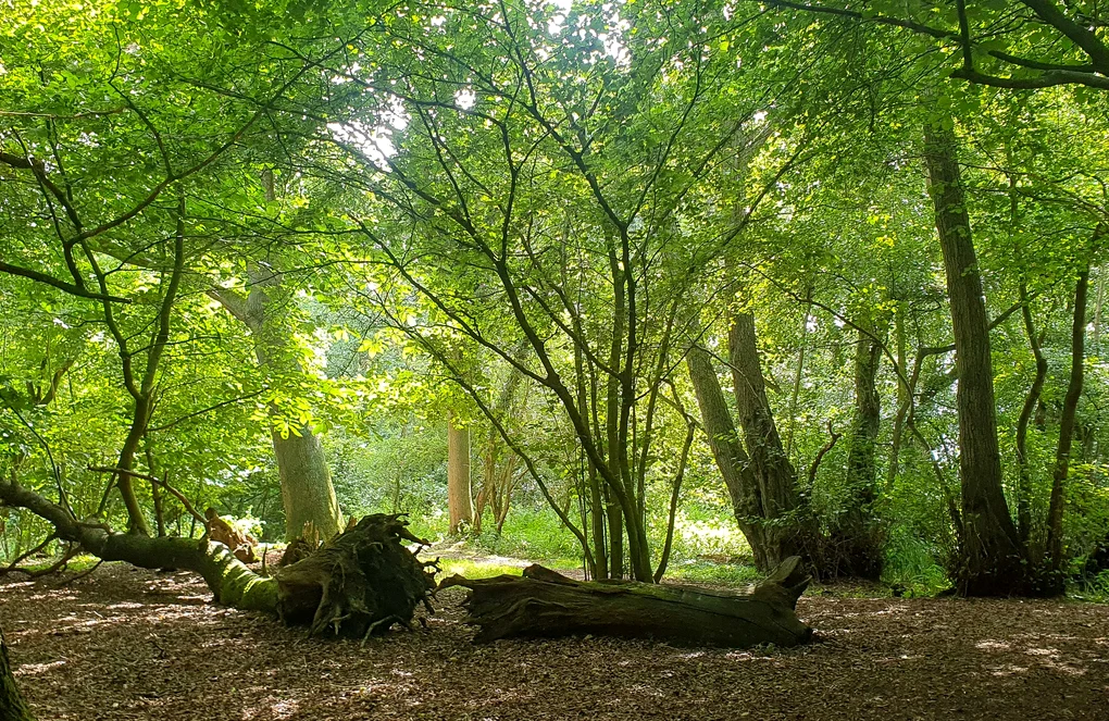 Castorul a fost observat în rezervație FOTO: rezervația Pensthorpe/FB