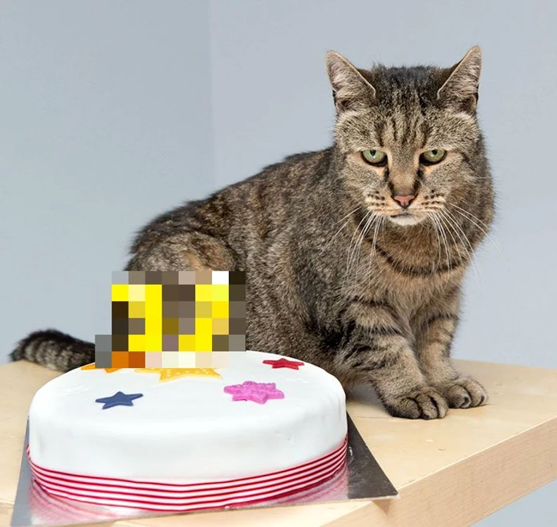Acest ghemotoc simpatic de blană a ajuns la venerabila vârstă de 31 de anifoto: boredpanda.com