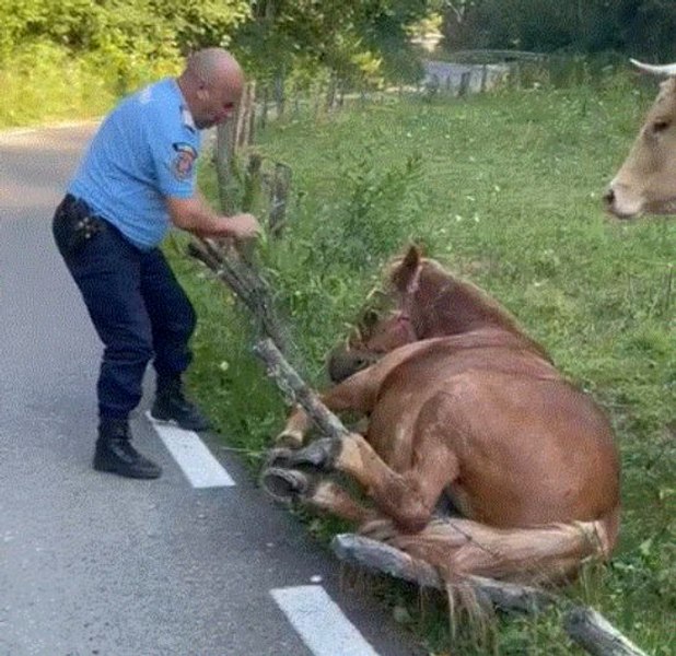Cal prins într-un gard de sârmă ghimpată, eliberat de jandarmi, în Munţii Apuseni