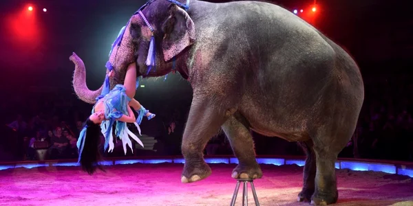 Jana Mandana se joacă cu un elefant în timpul premierei spectacolului Krone KUHlinarrisch la Circus Krone în Munchen Germania FOTO Guliver / Getty Images Hannes Magerstaedt 