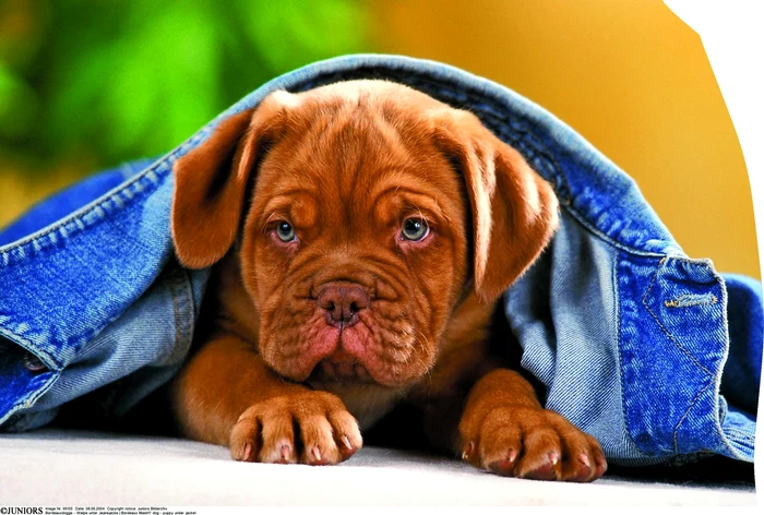 Căţel din rasa mastiff francez