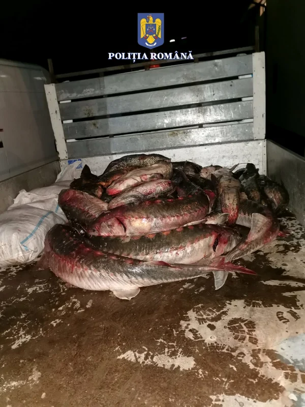 Transport ilegal de sturion şi alte specii de peşte în valoare de 100.000 de lei confiscate în Vâlcea Foto Poliţia Română