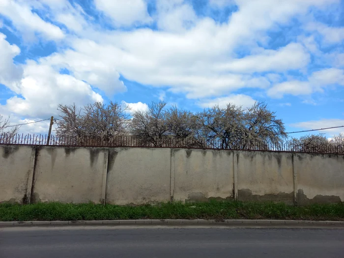 Pomii au înflorit la Brașov de echinocțiul de primăvară FOTO Ioan Buciumar