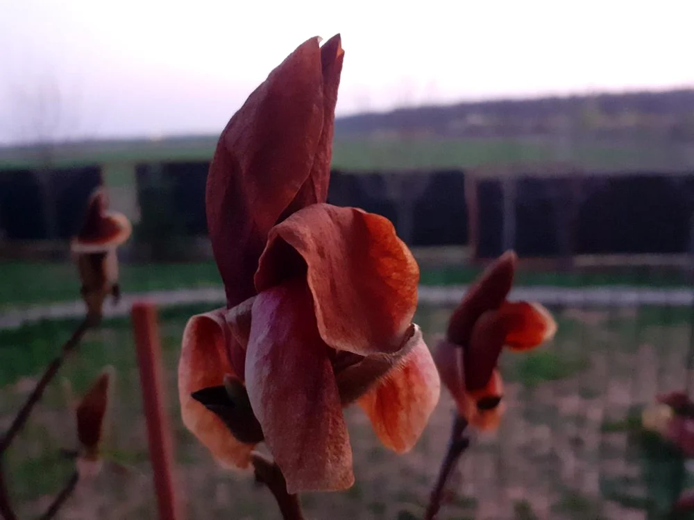 Florile magnoliei au înghețat la temperaturi sub 0  grade, înregistrate două nopți la rând