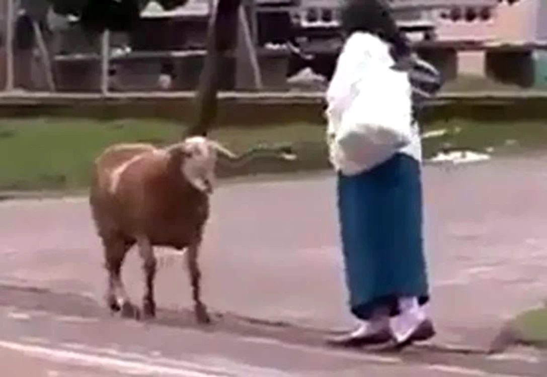 
    Capra a atacat o femeie în plină stradă  