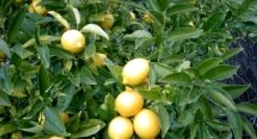 1 47791 original jpg jpeg