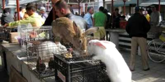 Alba Iulia: Animale de vânzare în piaţa din Centru