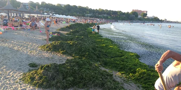 alge pe litoral foto abadl