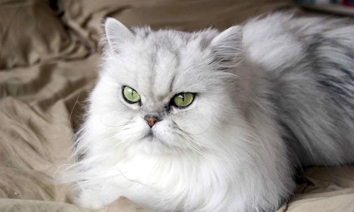 pisica persană îngrijire jpeg