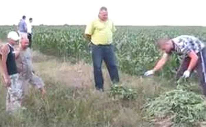 Cultura de cânepă a fost camuflată de lanurile de porumb. Sursa: Stirilocale.md