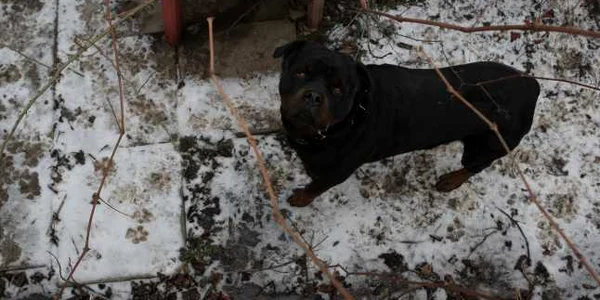 rottweiler tulcea