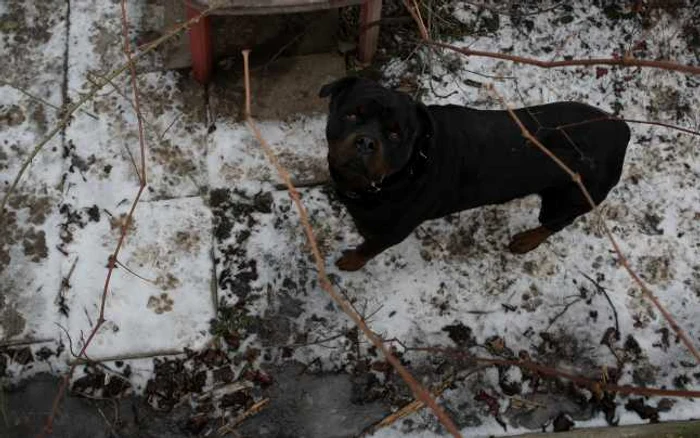 Fata a fost muşcată de un câine periculos  FOTO Adevărul