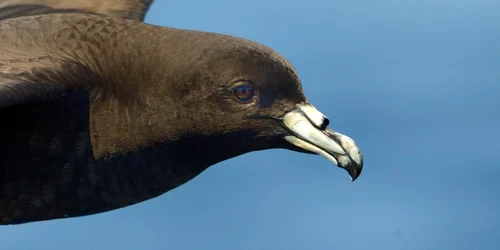 Pasare petrel foto Agreement on the Conservation of Albatrosses and Petrels