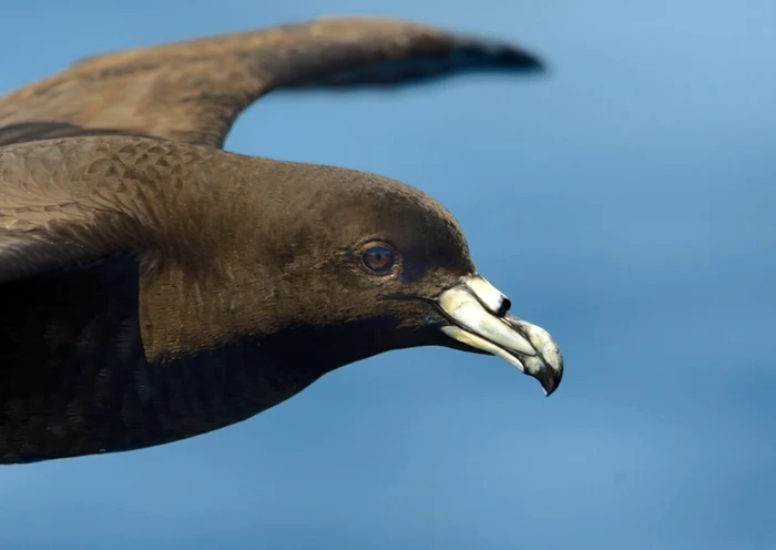 Petrel foto FB/Agreement on the Conservation of Albatrosses and Petrels