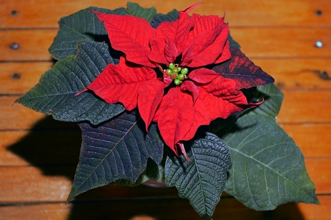 
    Crăciunița este cea mai căutată plantă din luna decembrieFoto: pixabay.com  