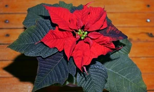 christmas 1899063 640 jpeg