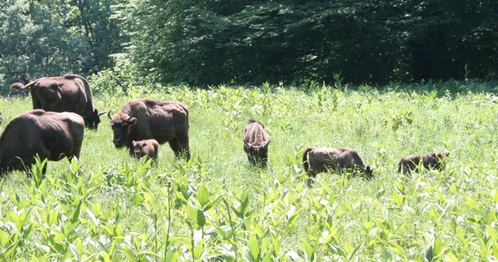 Trei pui de zimbru au primit nume la Parcul Natural Vânători Neamţ FOTO Administraţia PNVN