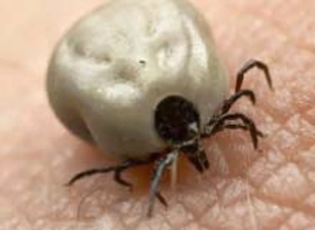 
    În judeţul Sibiu se înregistrează cele mai multe cazuri de îmbolnăviri cu maladia Lyme. (Foto arhivă)  