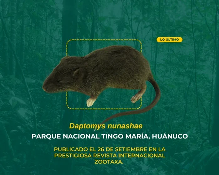 Șoarecele cu coadă de puf și nume de prințesă