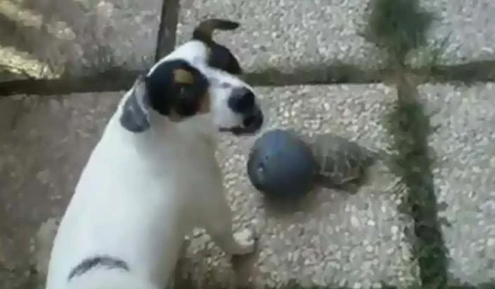 Ţestoasa joacă fotbal cu câinele