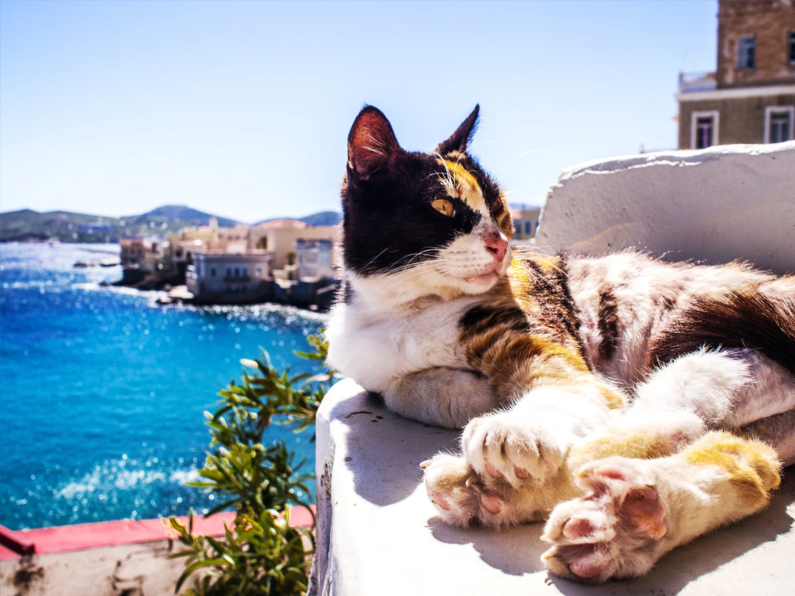 O insulă grecească caută voluntari pentru a îngriji pisicile fără stăpân. Ce oferă gratuit, în schimb